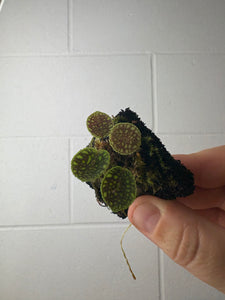 B62-1324- lepanthes tentaculata