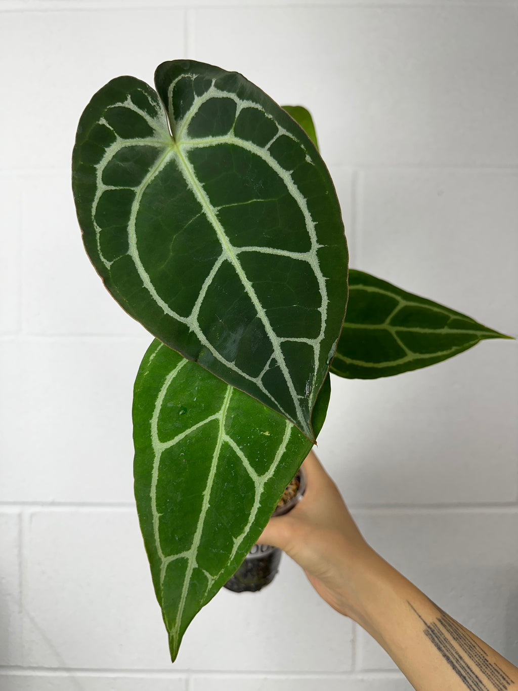 B51-0059- anthurium Minahasa