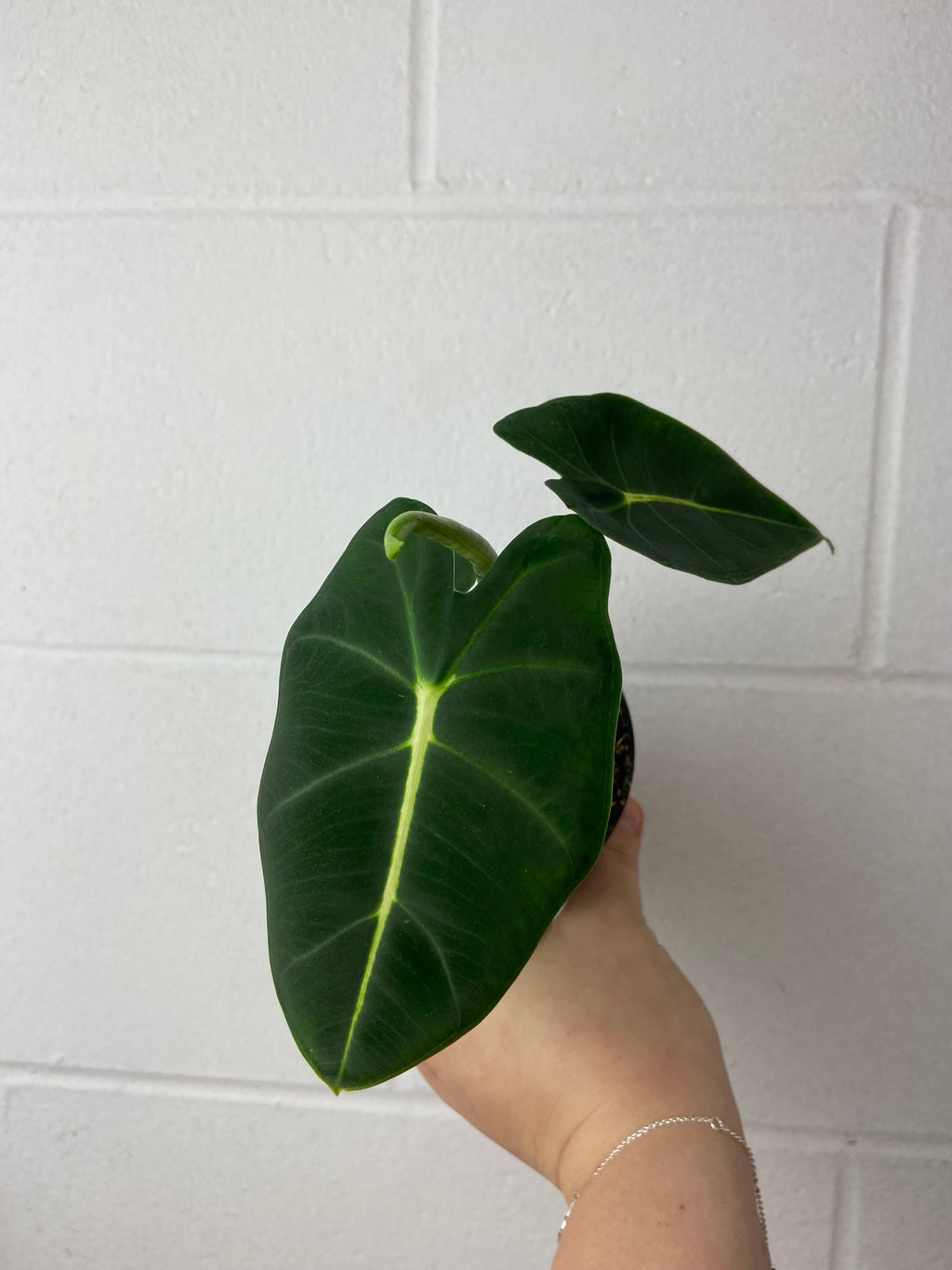 FS- 9010- alocasia frydek