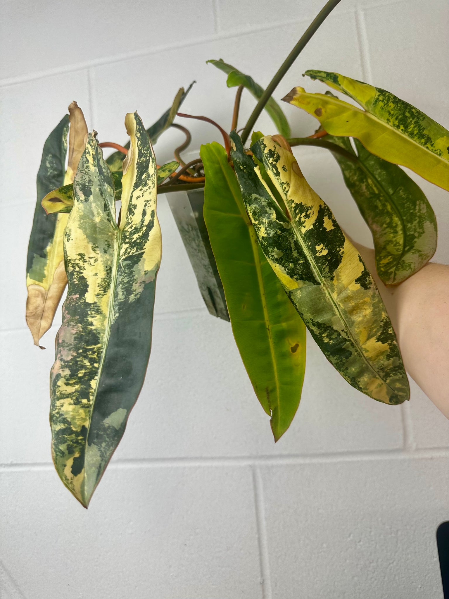 B53-0624- philodendron billietiae variegated