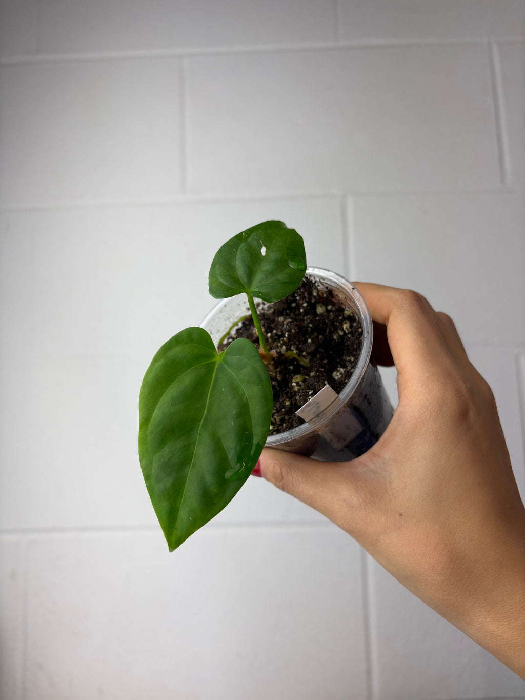 B3-1357- anthurium Papi x ‘liberty’