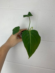 B62-3715- philodendron glorious