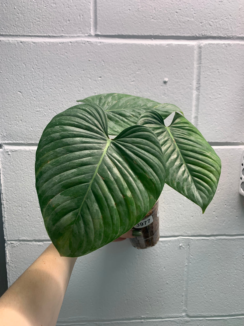 B33-3977-philodendron sodiroi