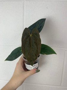 B26- 4158- anthurium papillilaminum