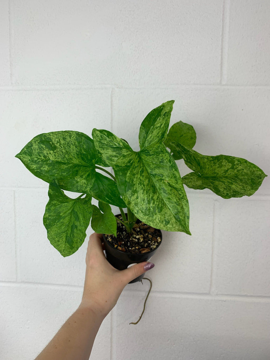 B60-3592 Syngonium mojito