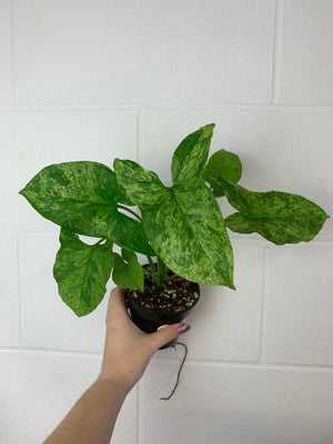 B60-3592 Syngonium mojito