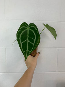 B85- 3987- anthurium Minahasa