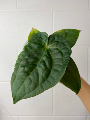 B87-3405- Anthurium Crystal Hope x luxurians