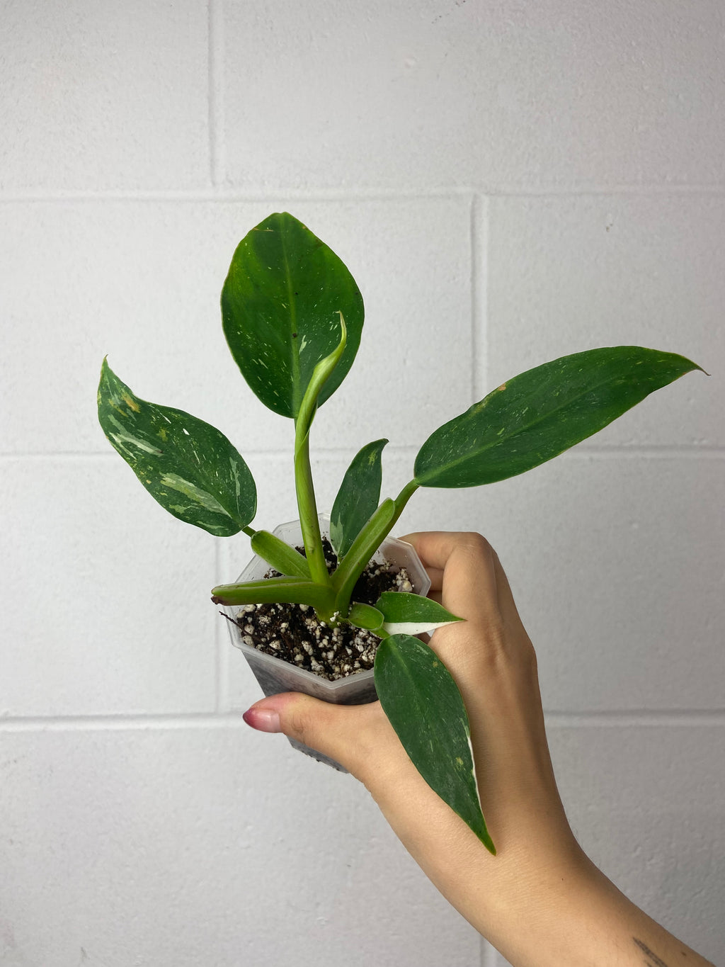 B55-6287- philodendron white wizard