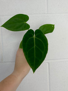 Anthurium magnificum x papillilaminum GY- B38-3390