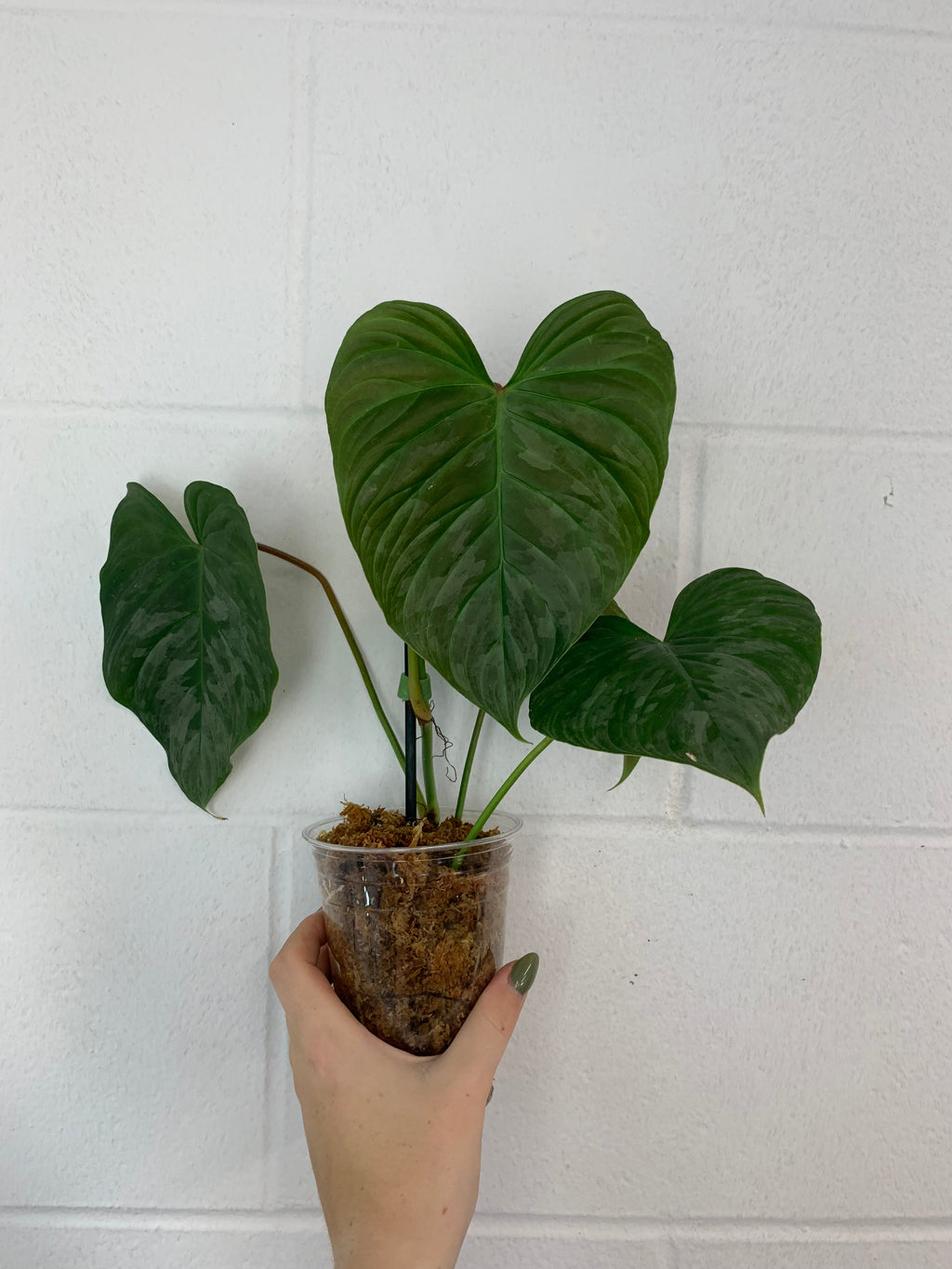 B86- 4000- philodendron majestic