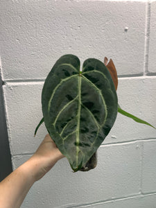 B31-0378- Anthurium AOS x magnificum