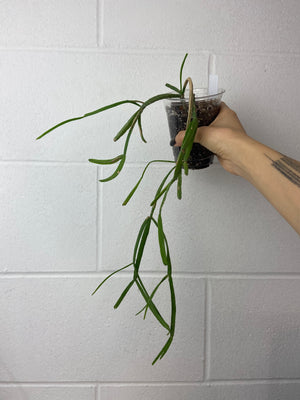 B93-0122- Rhipsalis micrantha