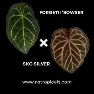 Anthurium forgetii x SKG silver - germinated seeds