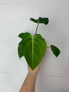 B78-3714- philodendron glorious