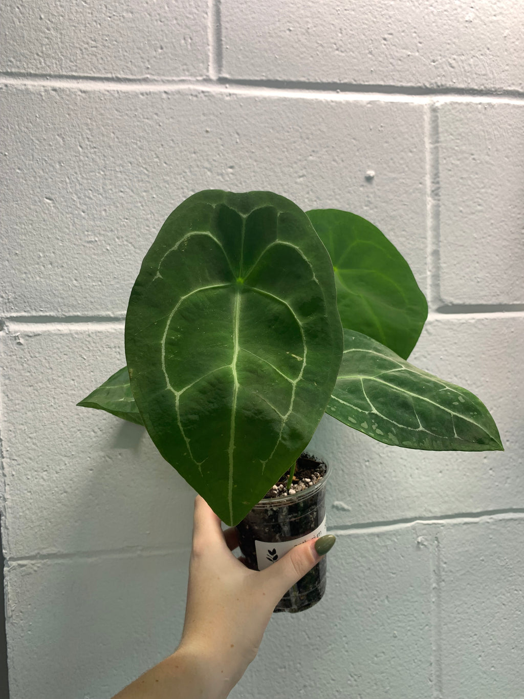 B31-4151- Anthurium forgetii