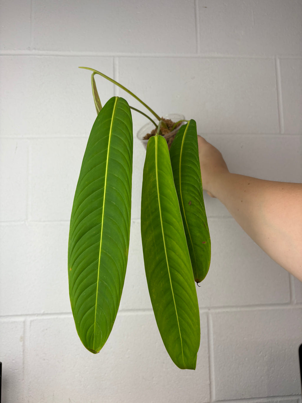 B64-1354- philodendron heterocraspedon