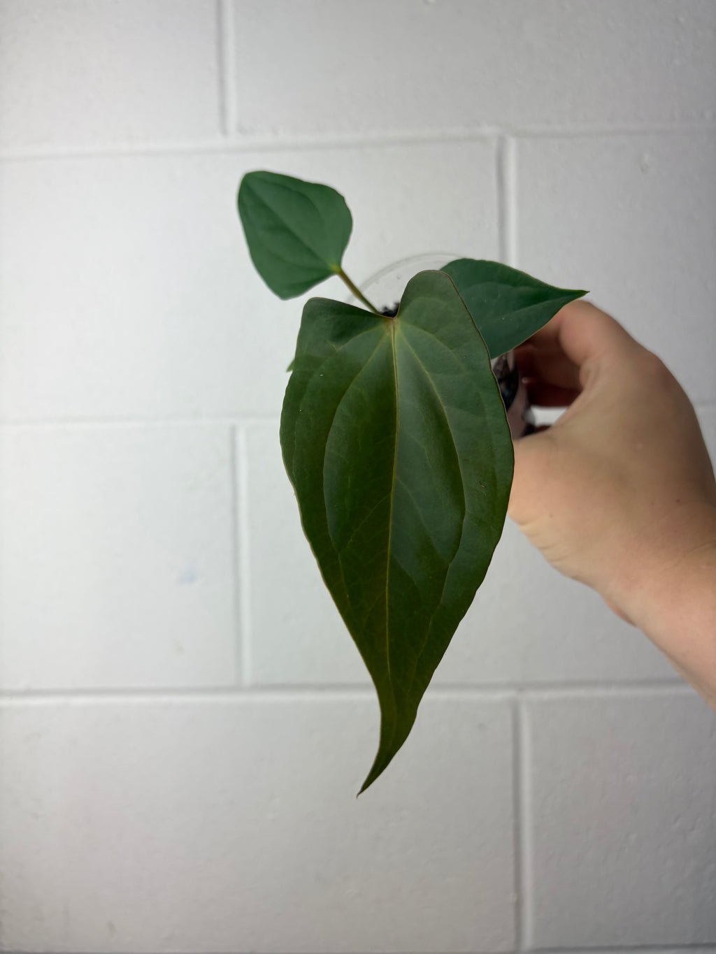 B61-1301- anthurium papillilaminum gy x nigrolaminum ‘napo’