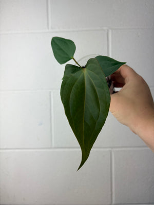 B61-1301- anthurium papillilaminum gy x nigrolaminum ‘napo’