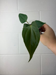 B61-1301- anthurium papillilaminum gy x nigrolaminum ‘napo’