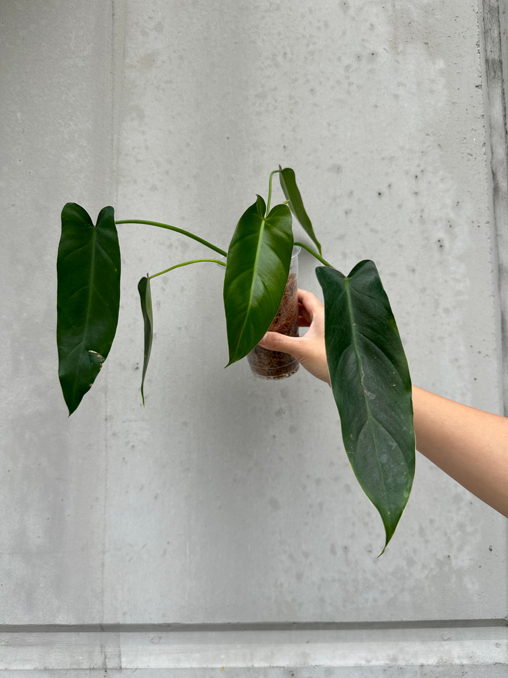 Philodendron Spiritus Sancti - small- 19 (7)