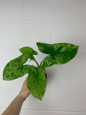 B60-3591 Syngonium mojito