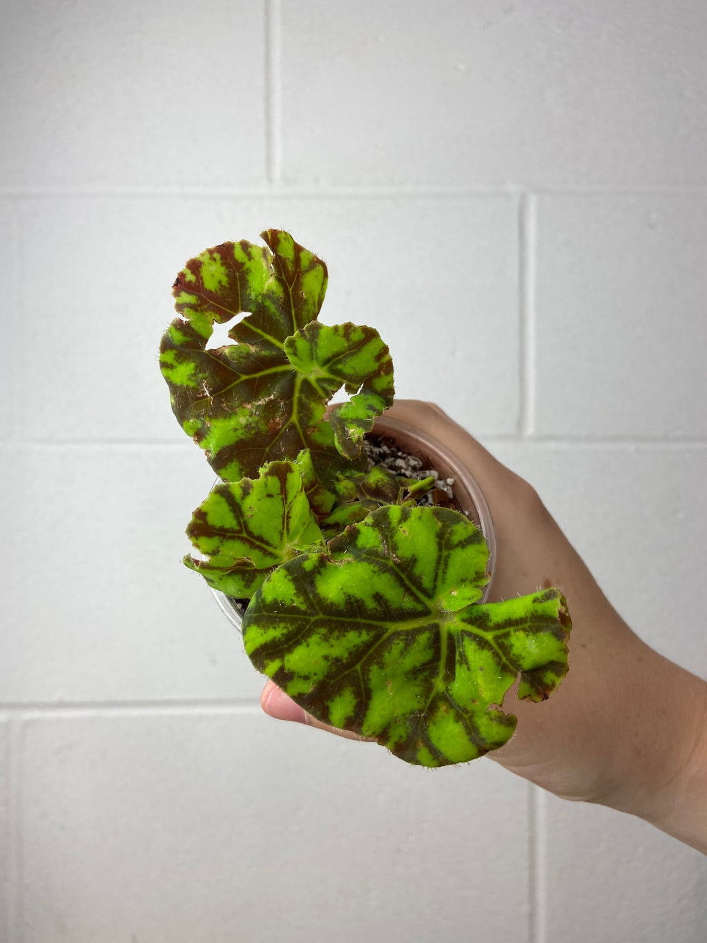 B2-9258- begonia Rex ‘zumba’
