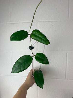 B29- J4-Hoya cardiophylla ssp. wavy leaf