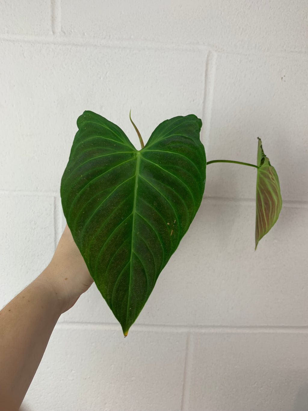 B37-0278- philodendron splendid