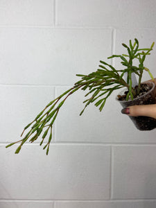 B92-0095- Rhipsalis salicornioides