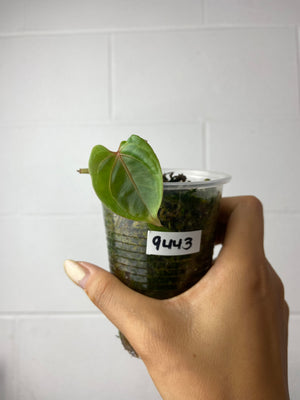 B7-9443- anthurium besseae aff prop