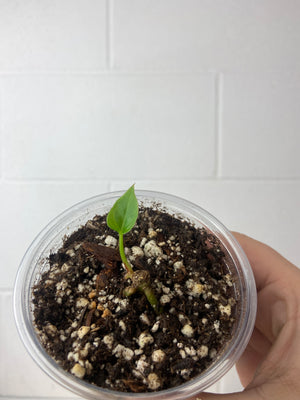 B8-9372- anthurium KOS x Papi chonk