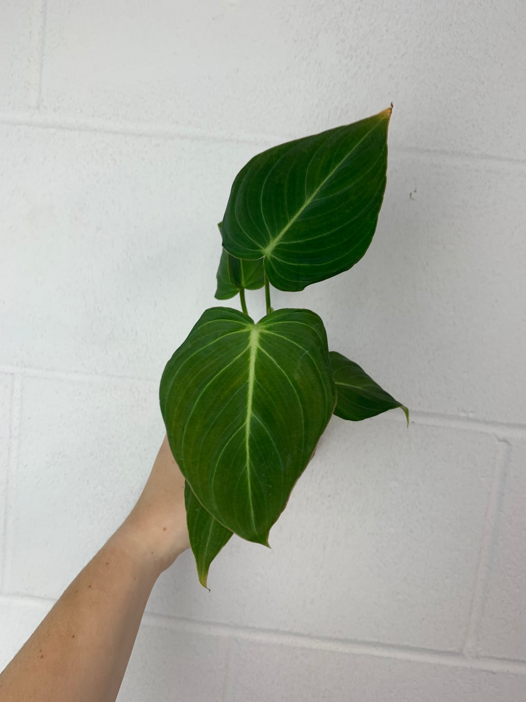 B78-3495- philodendron glorious