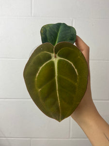 B23-0784- anthurium carlablackiae