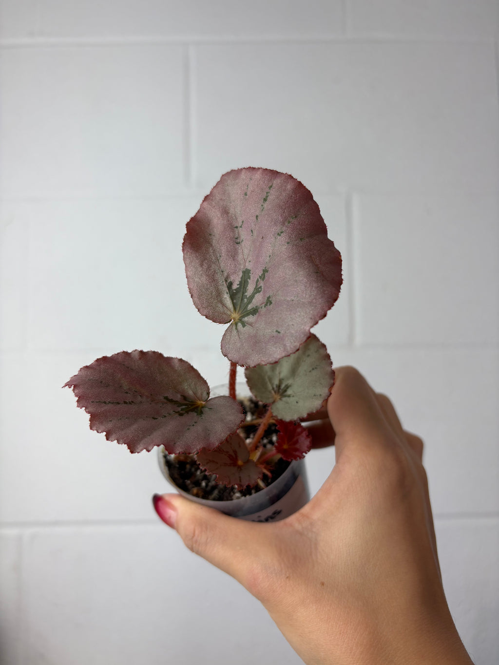 B92–1560- begonia ‘Martin’s mystery’