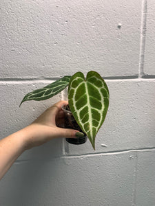 B30- 4011-Anthurium crystallinum