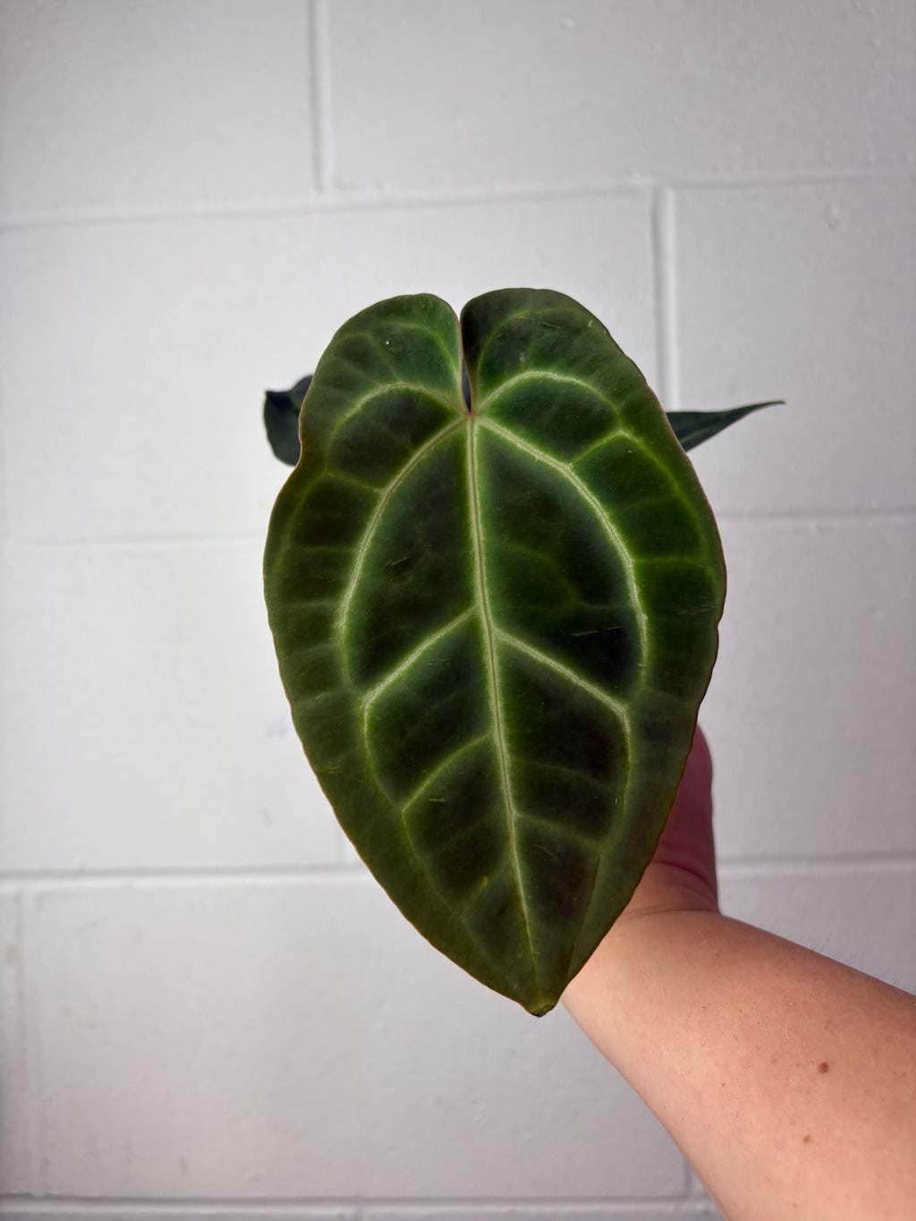 B57-1214- anthurium Besseae aff