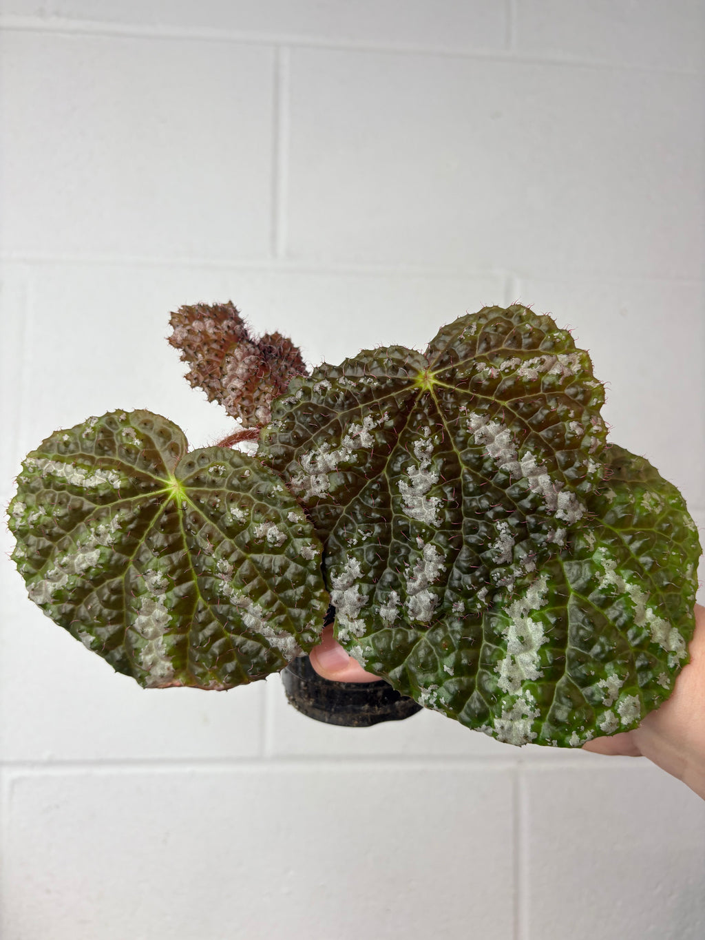 B89–1520-begonia alligator bullata