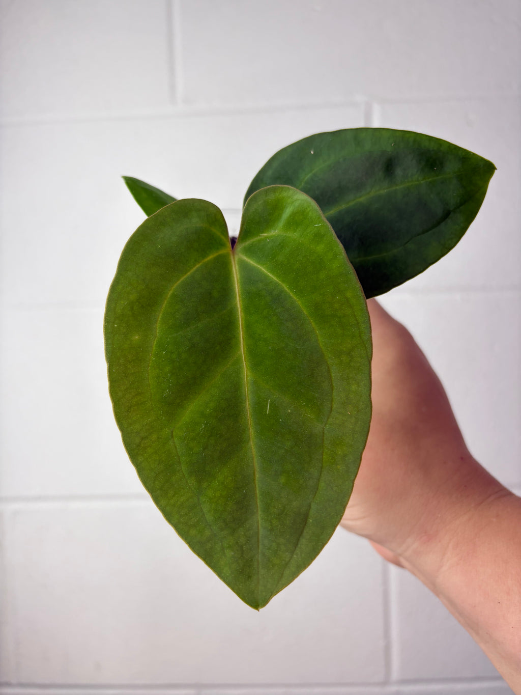 B57-1217- anthurium besseae aff x dressleri