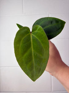 B57-1217- anthurium besseae aff x dressleri