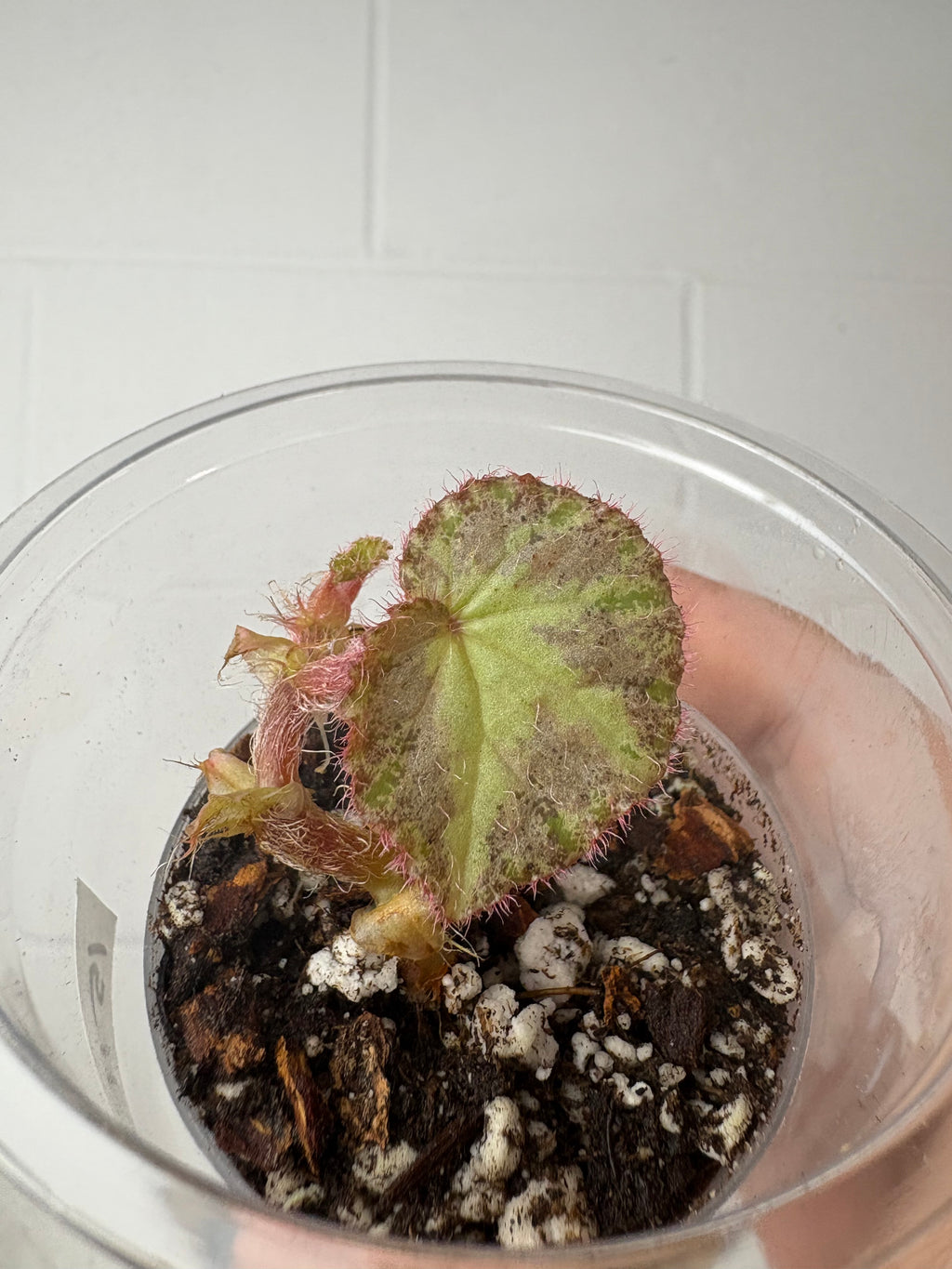 B92–1511-begonia silver splash