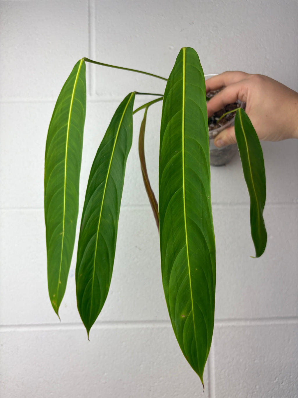B64-1347- philodendron heterocraspedon
