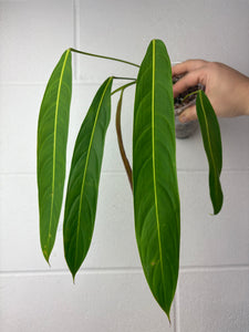 B64-1347- philodendron heterocraspedon