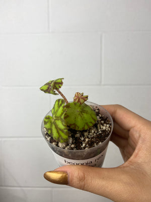 B17-5010- begonia Rex ‘Zumba’