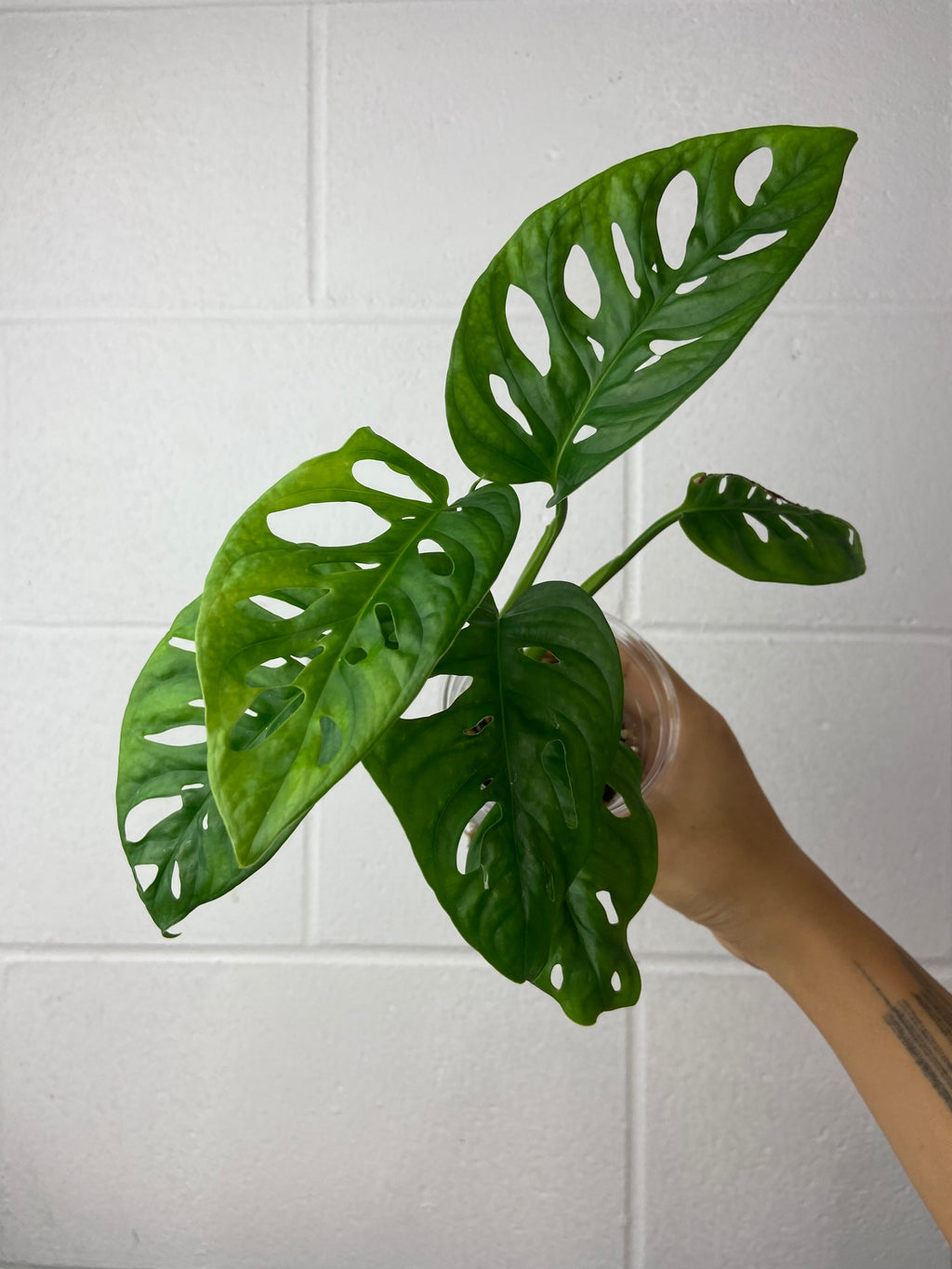 B1-5253- monstera adansonii