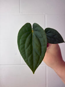 B62-1315- anthurium papillilaminum GY x luxurians