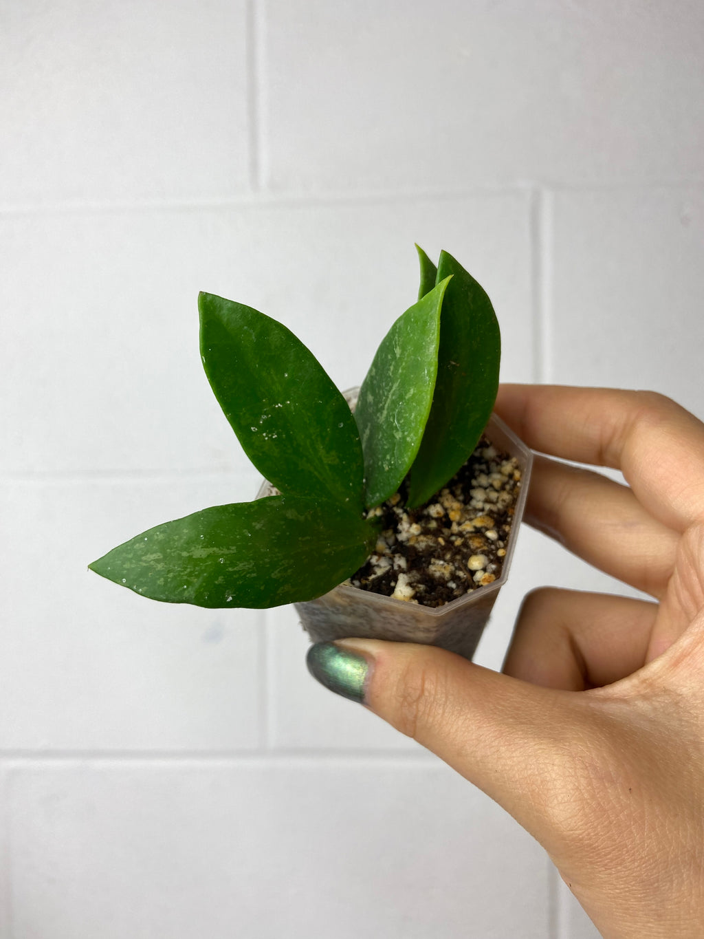 B86-9054- Hoya memoria