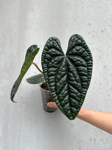 Anthurium Luxurians - 4 (15)