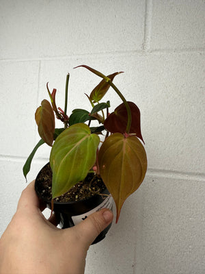 B19-6022- philodendron micans