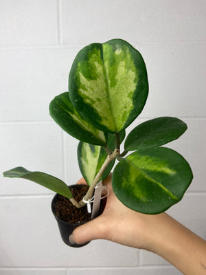 B77-0855-Hoya Obovata variegated